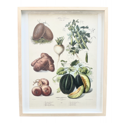 Grafika botaniczna - ikonografia warzyw ,,Les Plantes potageres" karta 26 z kolekcji Villmorin, Francja II pol. XIX w.